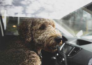 Las mascotas se suman al viaje