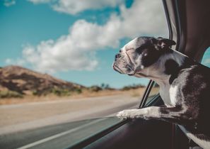 Consejos para una escapada en coche con tu mascota