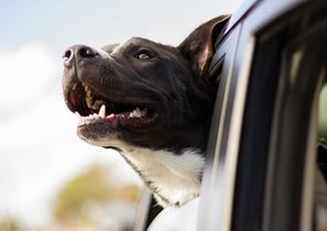 Seguridad para nuestras mascotas