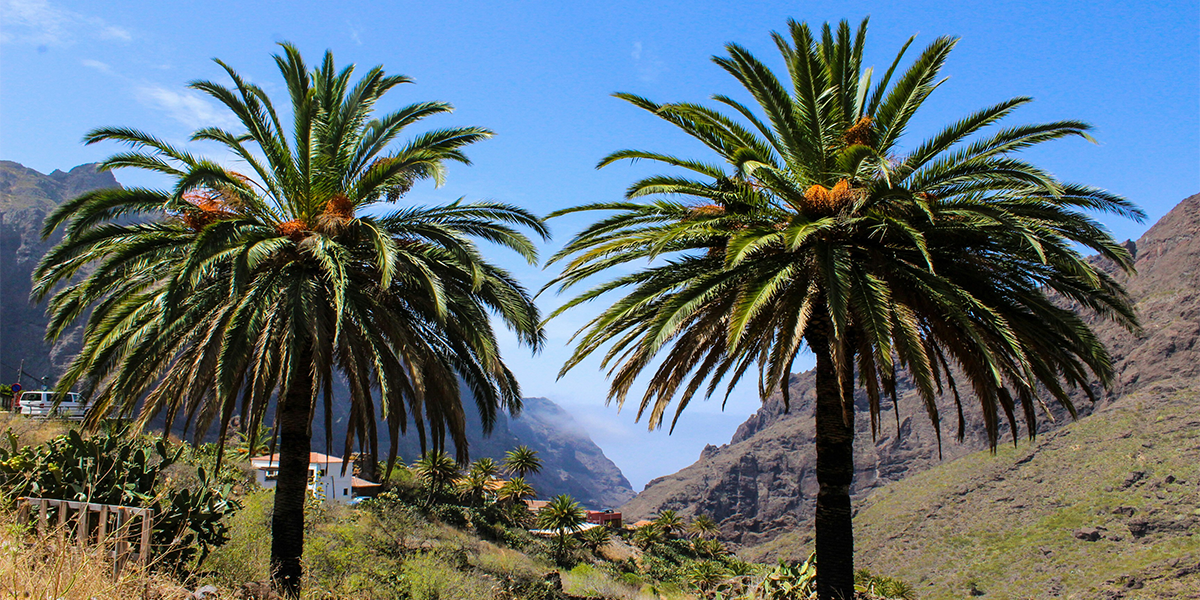 Car Rental in Tenerife