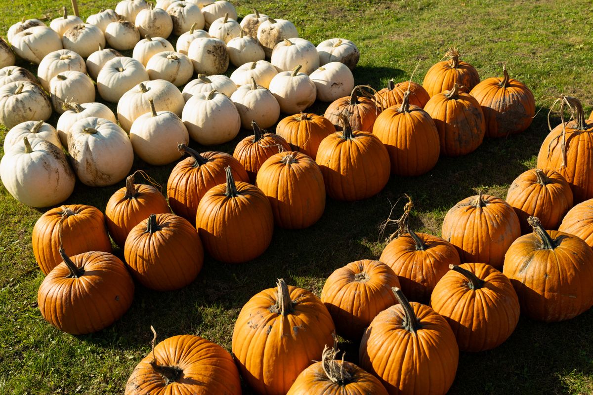 Pumkins on a field
